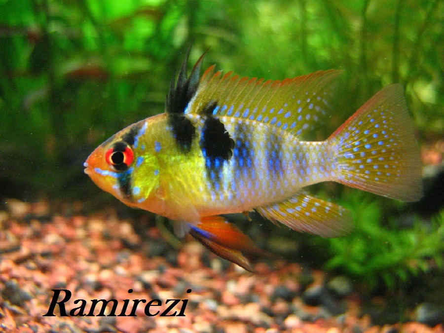 freshwater aquarium fish