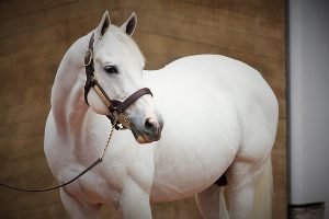 most expensive horses in the world