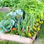 Boost Your Garden: Top Vegetables to Plant in Late Spring