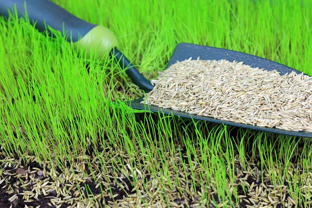 Plant Grass Seed in Bare Spots Expert Tips for a Lush