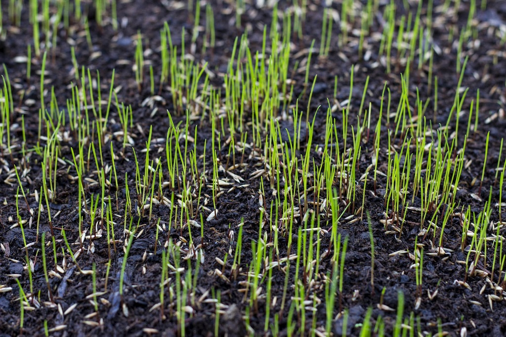 Plant Grass Seed in Bare Spots Expert Tips for a Lush