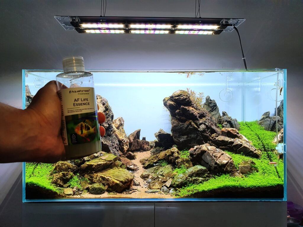 Beautiful view of Beneficial Bacteria In Aquarium Setup