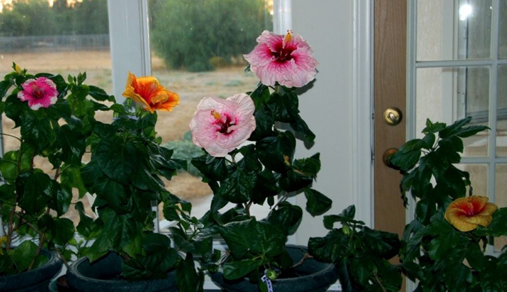 How to Grow Hibiscus indoors