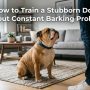 A stubborn bulldog sitting on a rug looking defiantly at its owner.
