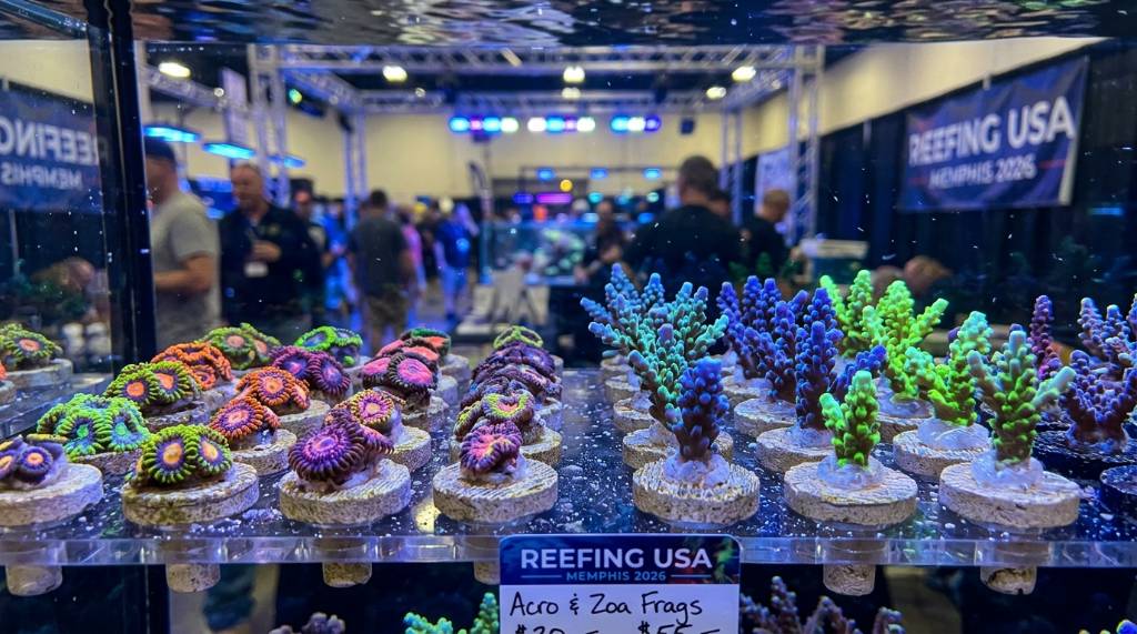 Close-up of vibrant zoanthid and Acropora coral frags available at Reefing USA Memphis 2026